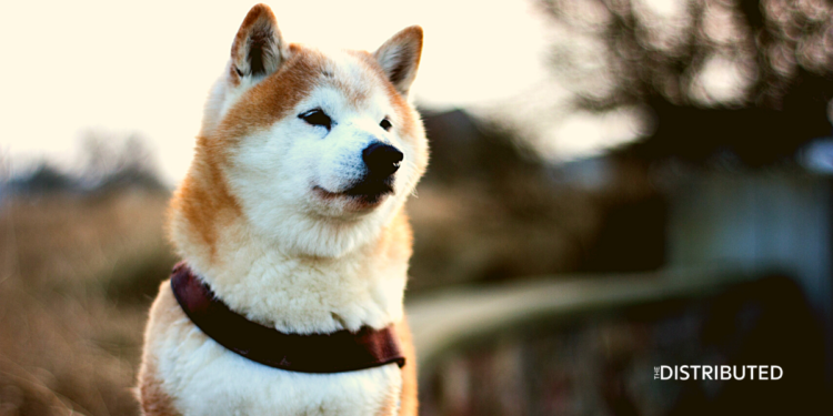 Shiba Inu dog